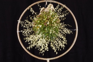 Specklinia grobyi Windflower CCE/AOS 91 pts.